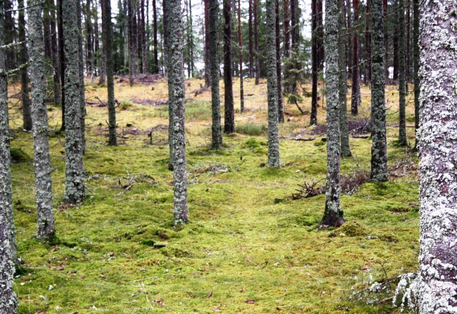 Førstehjelpskurs